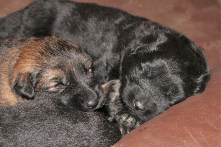 Die Welpen sind zweieinhalb Wochen alt Schüpfer Hexe